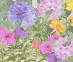 Plants of Oil