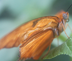 Bronx Butterfly 2