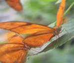 Bx Butterflies