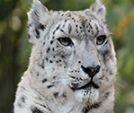 Snow Leopard Close
