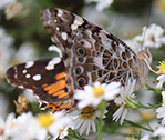 Butterfly Jens