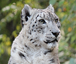 Snow Leopard