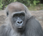 Ape