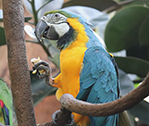 Parrot