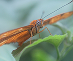 Bronx Butterfly