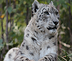 Snow Leopard 4