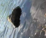 Rocky Water