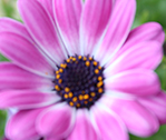 Blur Flower
