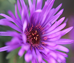 Aster Return