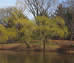 Central Park