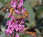 Butterfly Lasts