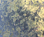 Moss Water