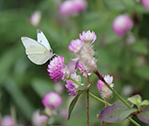 Michelle Butterfly