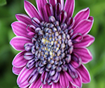 Zoo Plant