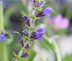 Some Plant Of