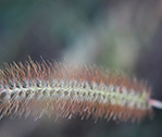 Leaf Spike