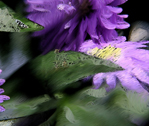 Rectangle of Aster